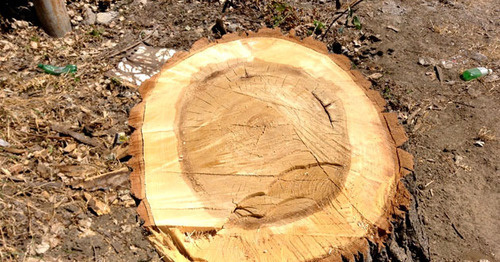 Вырубка деревьев. Фото http://mkala.org/content/novosti/mahachkalintsi-namereni-obratitsya-v-prokuraturu-po-faktu-virubki-derevev-v-gorodskom-parke~23240