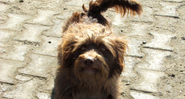 Бездомная собака. Фото Вячеслава Ященко для "Кавказского узла"