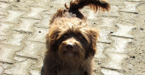 Бездомная собака. Фото Вячеслава Ященко для "Кавказского узла"