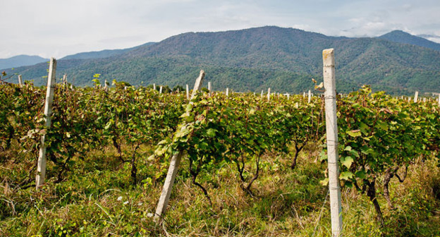 Виноградник в Кахетии. Фото : Александр Имедашвили, NEWSGEORGIA.

