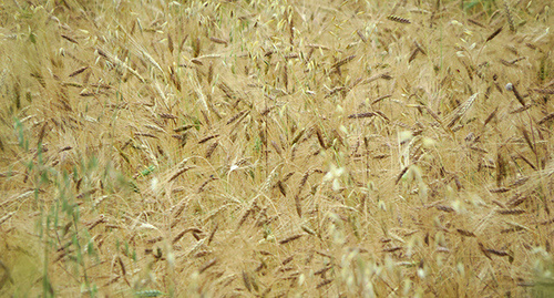 Урожай зерновых. Фото Алвард Григорян для "Кавказского узла"