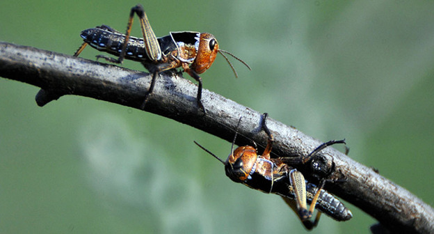 Саранча. Фото: Алексей Куденко https://sputnik-georgia.ru