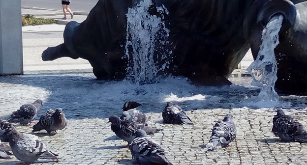 Купание голубей в фонтане у Астраханского кремля. Фото Вячеслава Ященко для "Кавказского узла"