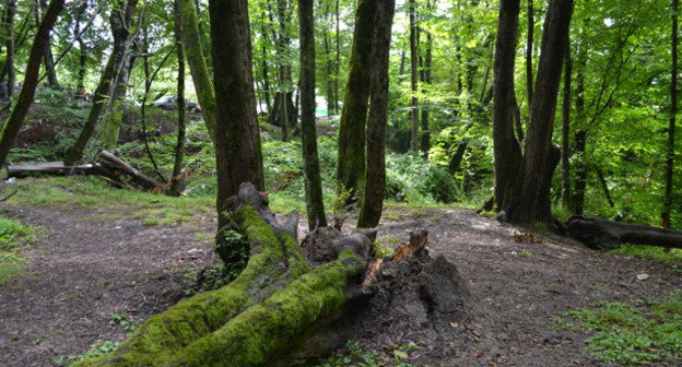 Лес национального парка в Дагомысском лесничестве. Фото Светланы Кравченко для "Кавказского узла"