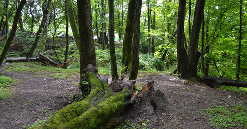 Лес национального парка в Дагомысском лесничестве. Фото Светланы Кравченко для "Кавказского узла"