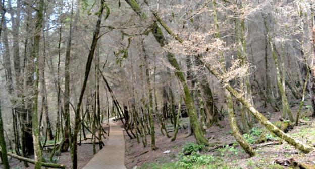 Хостинская тисо-самшитовая роща, изъеденная самшитовой огневкой. Фото Светланы Кравченко для "Кавказского узла"