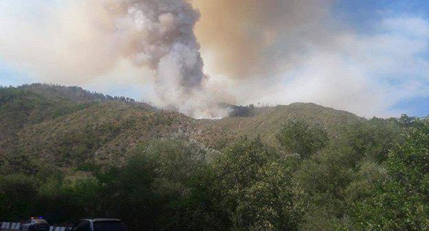 Боржомский лес в огне Фото © Borjomi Municipality
