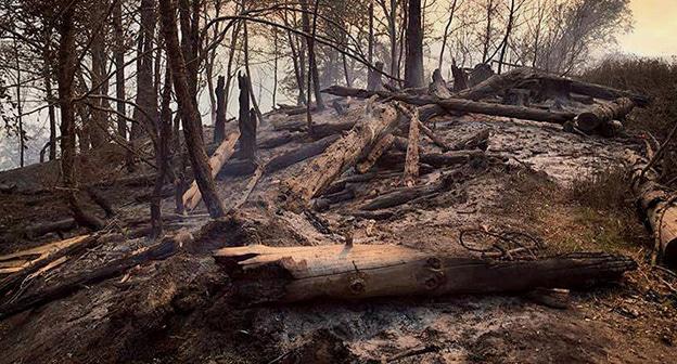 Последствия пожара в Боржоми-Харагаульском лесу. Фото © Sputnik/ Nodar Bliadze