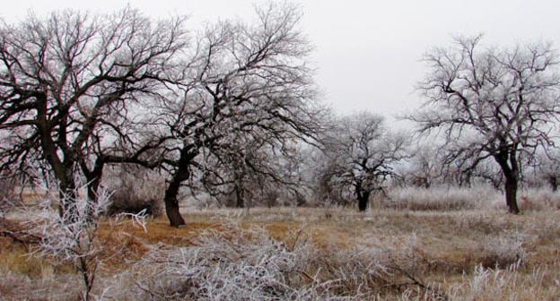 Волго-Ахтубинская дубрава в инее, после сильного тумана. Фото Вячеслава Ященко для "Кавказского узла"