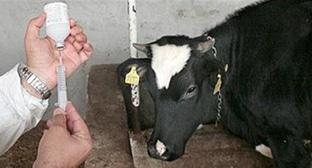 Ветеринарная прививка. Фото http://iranicae.ru/2016/11/20/varikoz-ot-chego.html