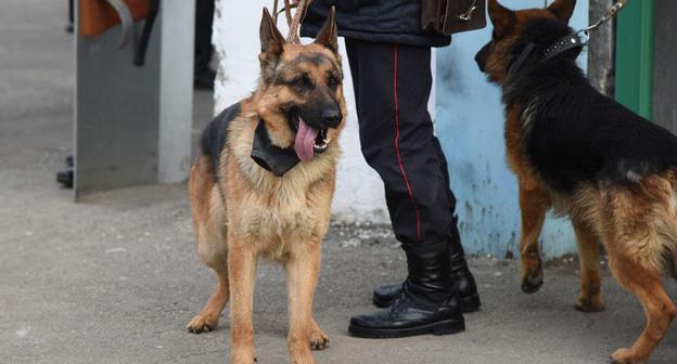 Кинологи с собаками. © Фото Елены Синеок, Юга.ру