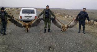 Охотники с убитыми белоголовыми сипами. Фото https://econews.am/?p=9193&l=am