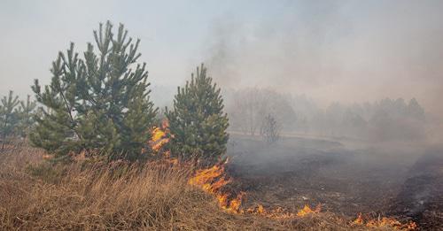 Ландшафтный пожар. Фото © Sputnik / Игорь Агеенко