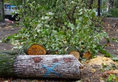 Вырубка деревьев во дворе по ул. Селезнева. Краснодар, 14 октября 2017 г. Фото "Экологической Вахты по Северному Кавказу"