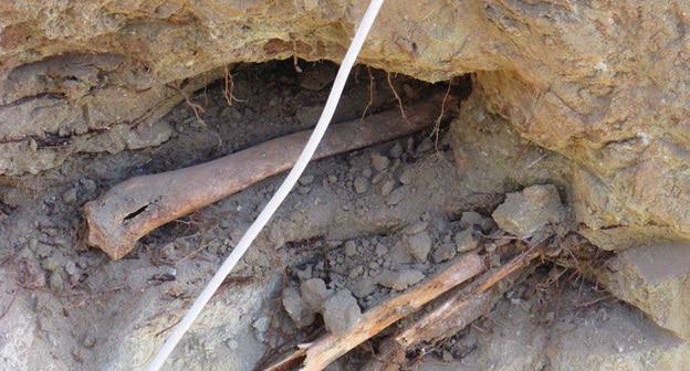 Человеческие останки, обнажившиеся в ходе земляных работ при замене теплотрассы на улице Володарского в Волгограде. Фото Вячеслава Ященко для "Кавказского узла"