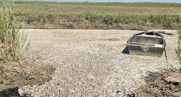 Массовая гибель рыбы в водоохранной зоне реки Терек. Дагестан. Фото https://www.riadagestan.ru/