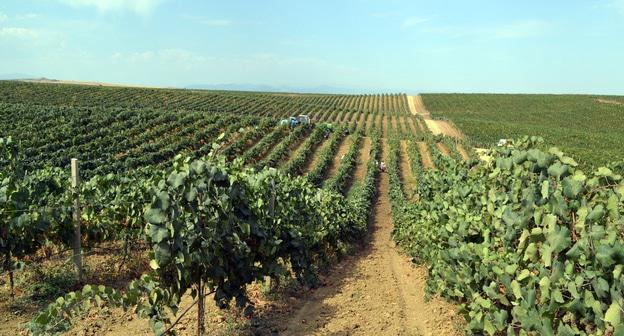 Виноградник в Дагестане. Фото https://www.riadagestan.ru/news/selskoe_khozyaystvo/agrarii_dagestana_pobili_rekord_po_sboru_urozhaya_vinograda/