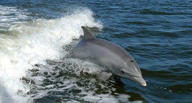 Дельфин. Фото: NASAs https://ru.wikipedia.org