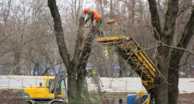 Рабочий пилит деревья в ростовском парке Островского. 15 декабря 2017 года. Фото Константина Волгина для "Кавказского узла"  