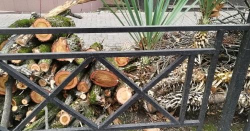 Свалка дров на клумбе в Сочи. 23 декабря 2017 года. Фото Светланы Кравченко для "Кавказского узла". Свалка дров на клумбе в Сочи. 23 декабря 2017 года. Фото Светланы Кравченко для "Кавказского узла".