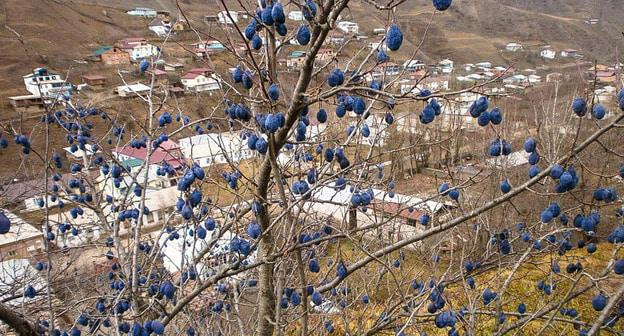 Бежтинский участок. Бежта. Дагестан. Фото: Patya Alievna  http://www.odnoselchane.ru