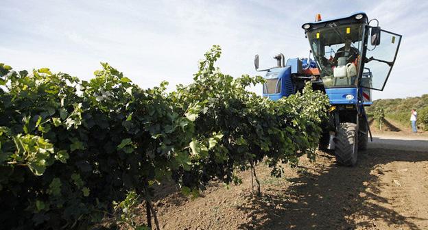 Сбор винограда. Фото: Влад Александров, ЮГА.ру