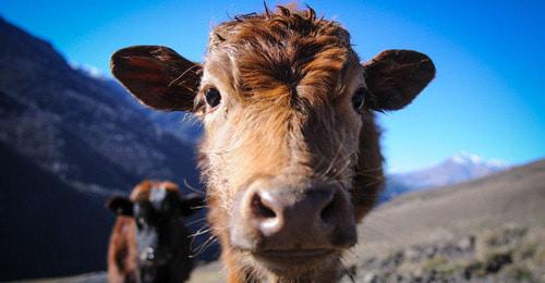Коровы. Фото Елены Синеок, Юга.ру