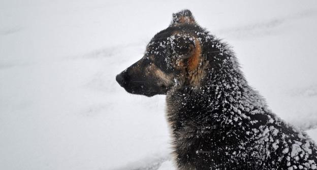 Бродячая собака. Фото Светланы Кравченко для "Кавказского узла"