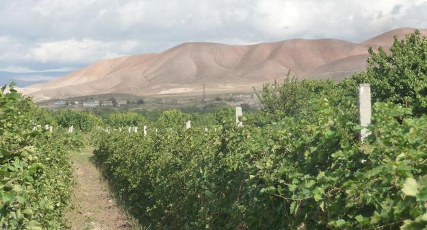 Виноградник. Армения. Фото Армине Мартиросян для "Кавказского узла"