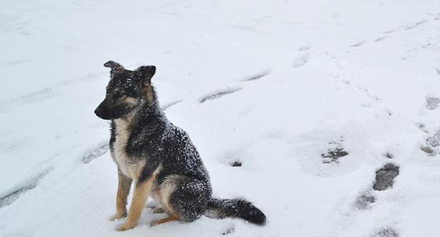 Бездомная собака. Фото Светланы Кравченко для "Кавказского узла"