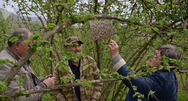 Борьба с мраморным клопом. Фото Sputnik Бадрак Авидзба https://sputnik-abkhazia.ru/Abkhazia/20180324/1023483078/vmeste-protiv-klopa-rosselxoznadzor-provodbt-monitoring-v-abxazii.html