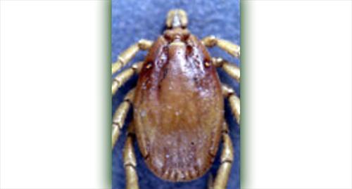 Клещ рода Hyalomma - разносчик крымской лихорадки . Фото https://ru.wikipedia.org/wiki/Геморрагическая_лихорадка_Крым-Конго