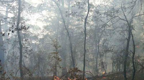 Пожар в горном лесу. Фото  пресс-службы ГУ МЧС