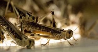 Саранча. Фото: REUTERS/Michael Kooren