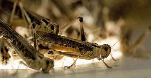 Саранча. Фото: REUTERS/Michael Kooren