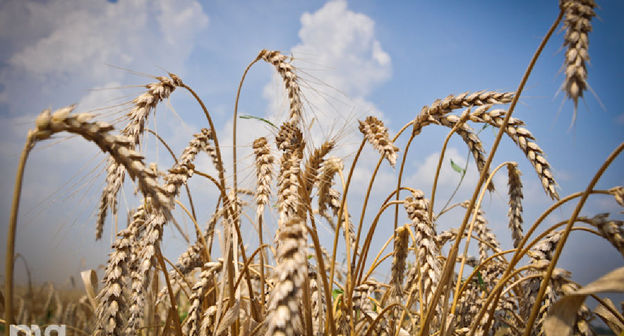 Пшеница © Елена Синеок. ЮГА.ру
