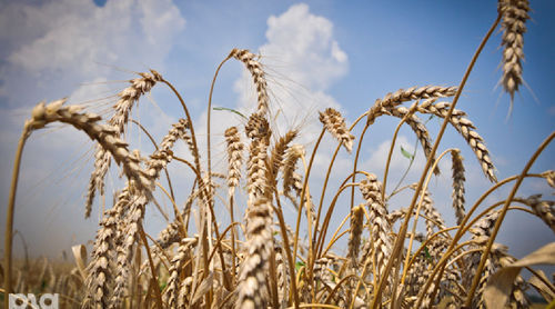 Пшеница © Елена Синеок. ЮГА.ру
