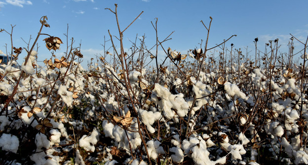 Хлопковое поле. Фото: REUTERS/Nick Oxford
