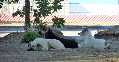 Бездомные собаки, которые живут в парке у стадиона "Волгоград-Арена". Фото Вячеслава Ященко для "Кавказского узла"