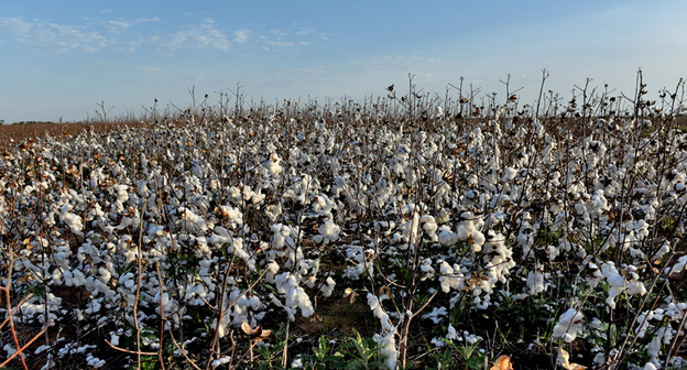 Хлопковое поле. Фото: REUTERS/Nick Oxford