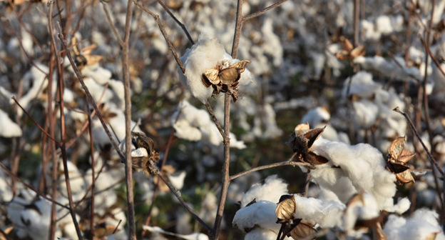 Хлопковое поле. Фото: REUTERS/Nick Oxford
