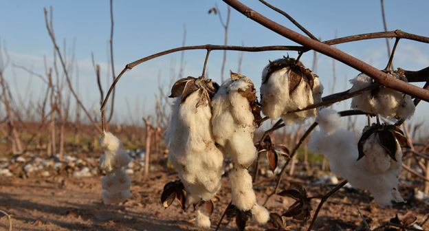 Хлопковое поле. Фото: REUTERS/Nick Oxford