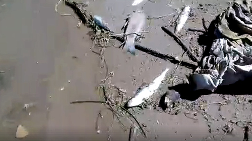  Погибшая рыба около лодочной станции в Астрахани. Фото: кадр из видео https://www.facebook.com/yugtrans/posts/1893181954047127