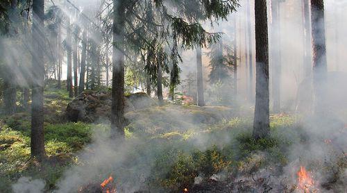Пожар в лесу. Фото с сайта pixabay.com
