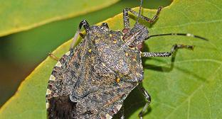 Brown marble bug. Photo: Hectonichus https://ru.wikipedia.org/