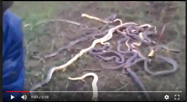 Змеи в Чечне. Скриншот с видео