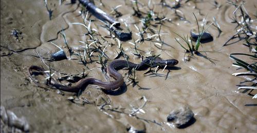 Змея. Фото: REUTERS/Navesh Chitrakar