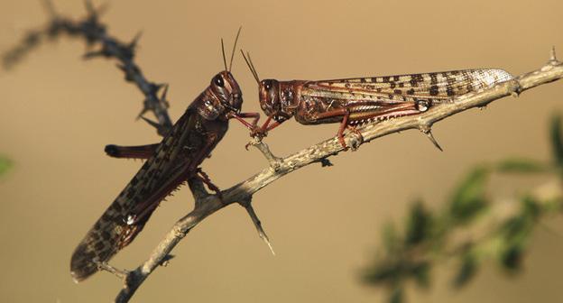 Саранча. Фото: REUTERS/Amir Cohen 