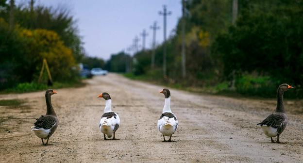 Гуси. Фото: Денис Яковлев / Югополис