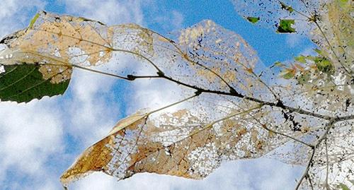Пораженный гусеницей лист. Фото Светланы Кравченко для "Кавказского узла".